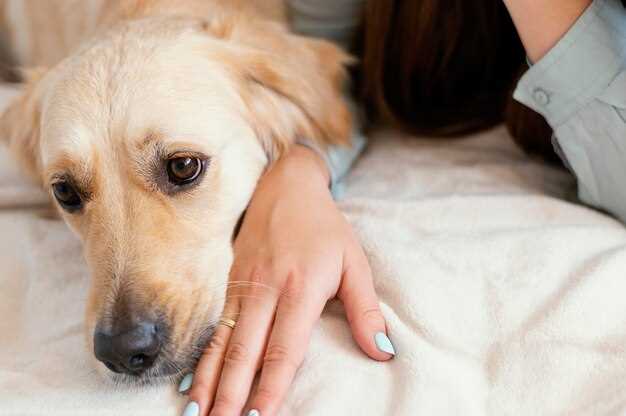 Potential Side Effects of Mirtazapine for Dogs